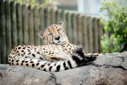 Large Brown And White Cat Laying On A Rock