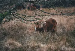 Large Brown Elephant Walking Through A Field