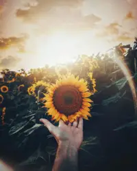 Person Holding A Large Red Flower In Their Hand