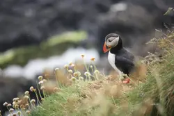 Bird Sitting On A Rock Near A Stream