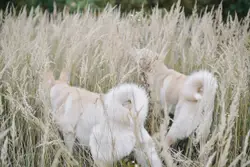 Two Dogs Are Laying In The Grass