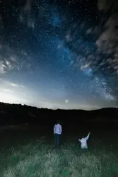 Dog Is Standing In The Grass With A Kite