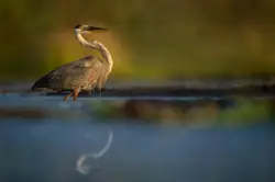Bird Standing On A Beach Next To A Body Of Water