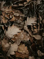 Brown dried leaves display