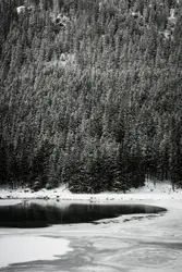 Grayscale photo of pine trees covered with snow