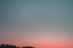 Bird Flying High Up In The Sky