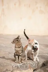 Three cats beside road