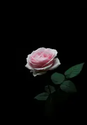 Pink rose