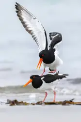 Two white and black birds