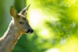 Brown deer