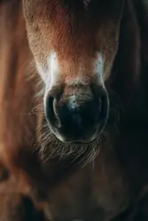 Brown horse