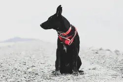 Black dog sitting on ground
