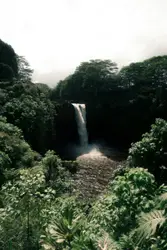 Green trees near waterfalls