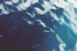 Shoal of fish in the sea