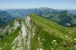 Mountains covered with green plants