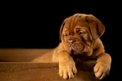 Brown short coated puppy on wooden box