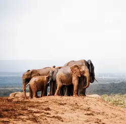 Group of elephants standing on brown field