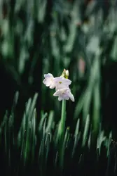White flowers in tilt shift lens photography