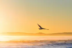 Flying gull in epic sunshine