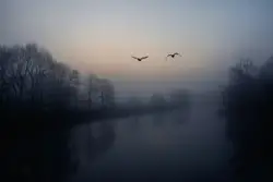 Two black birds flying near lake and trees