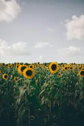 Sunflowers