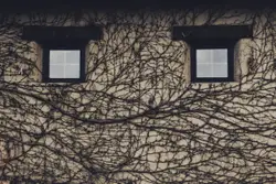Pareidolia