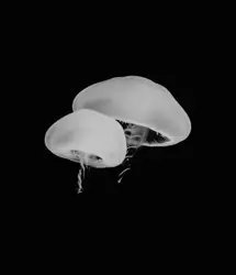 Grayscale photo of jellyfish