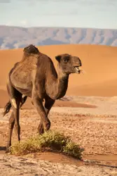 One of our dromedary, after day´s walk it got released 