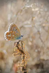 Brown butterfly perched on flower