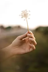 Person holding dandelion flower