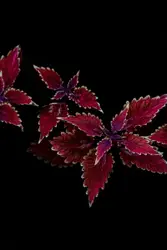 Red leaf plant