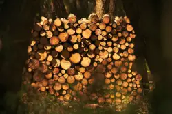 Closeup photo of cut trees