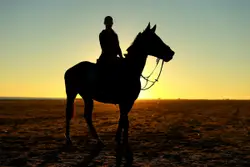 Silhouette photography of person riding horse