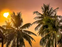 Green coconut palm trees under sunlight