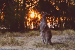 Brown kangaroo near forests