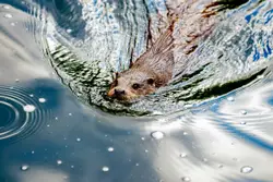 Brown animal on body of water