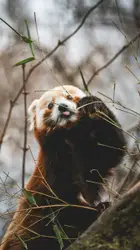 Red panda close up photography