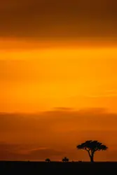 Silhouette of tree during golden hour