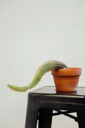 Cactus 🌵