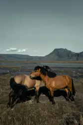 Two brown horses on grass field