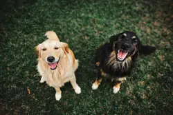 Two long coated black and beige dogs