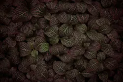 The beds of this plant look brown from a distance it's 