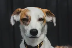 Short coated white and brown dog