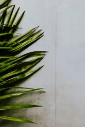 Minimal photo of palm leaves against a concrete wall.