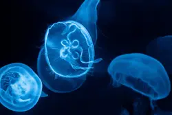 White jellyfish