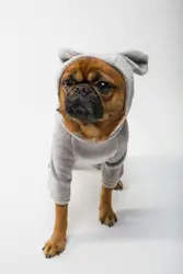 Griffon dog in grey onesie clothes front face