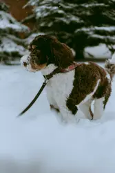 A brown and white dog standing in the snow