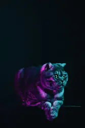 A cat that is laying down on a table