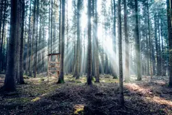 Hunting the light