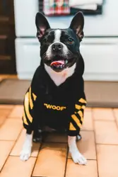 Lack and white dog with black and yellow woof shirt on 